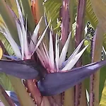 Vila Florina
