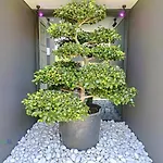 Villa Bonsai