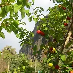 Faja Dos Padres