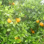 Quinta Dos Oliveiras
