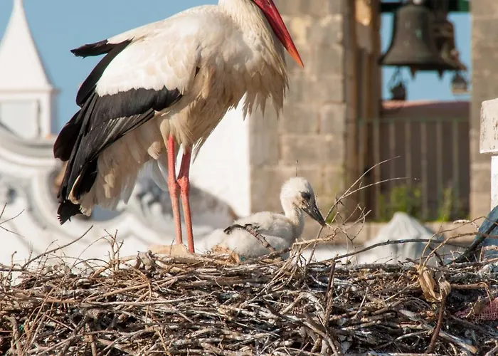Stork Hostel