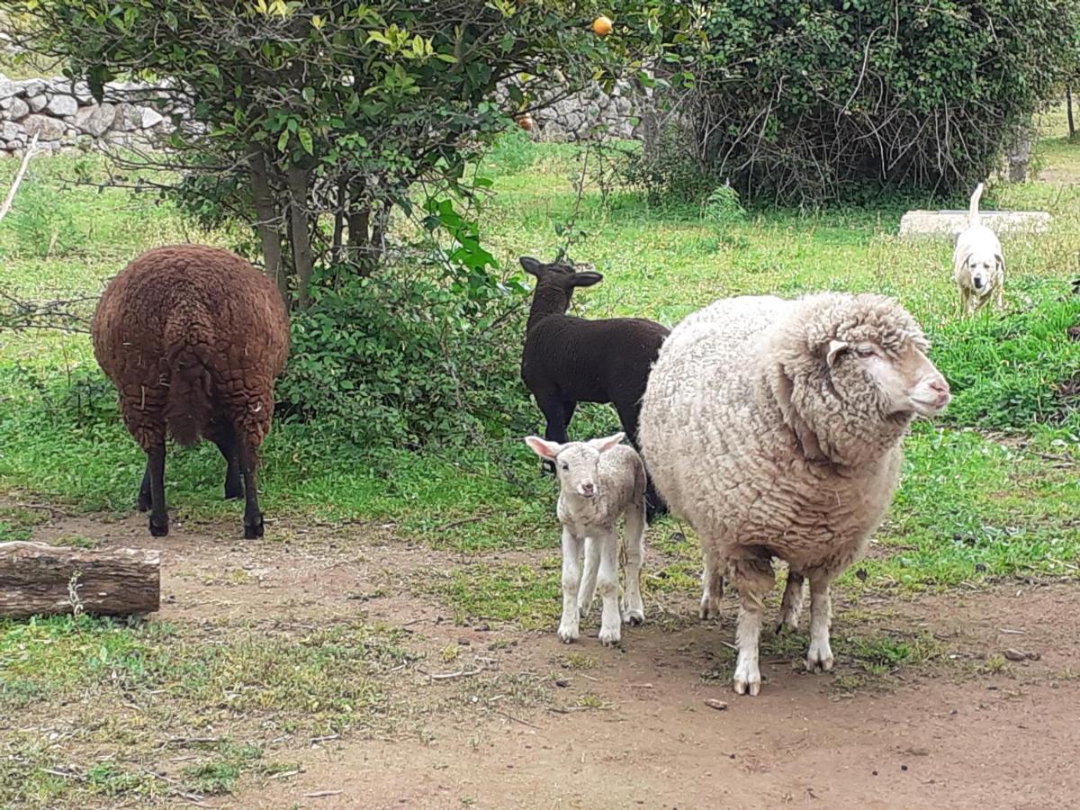 Farm stay Vinha Do Gaio