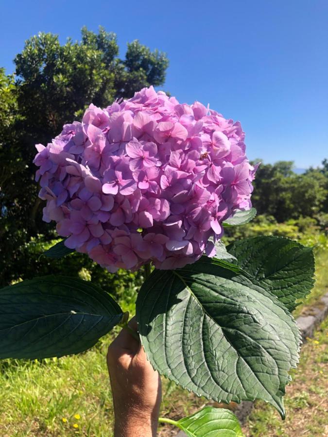 Rosa Cha Santo Amaro (Azores)