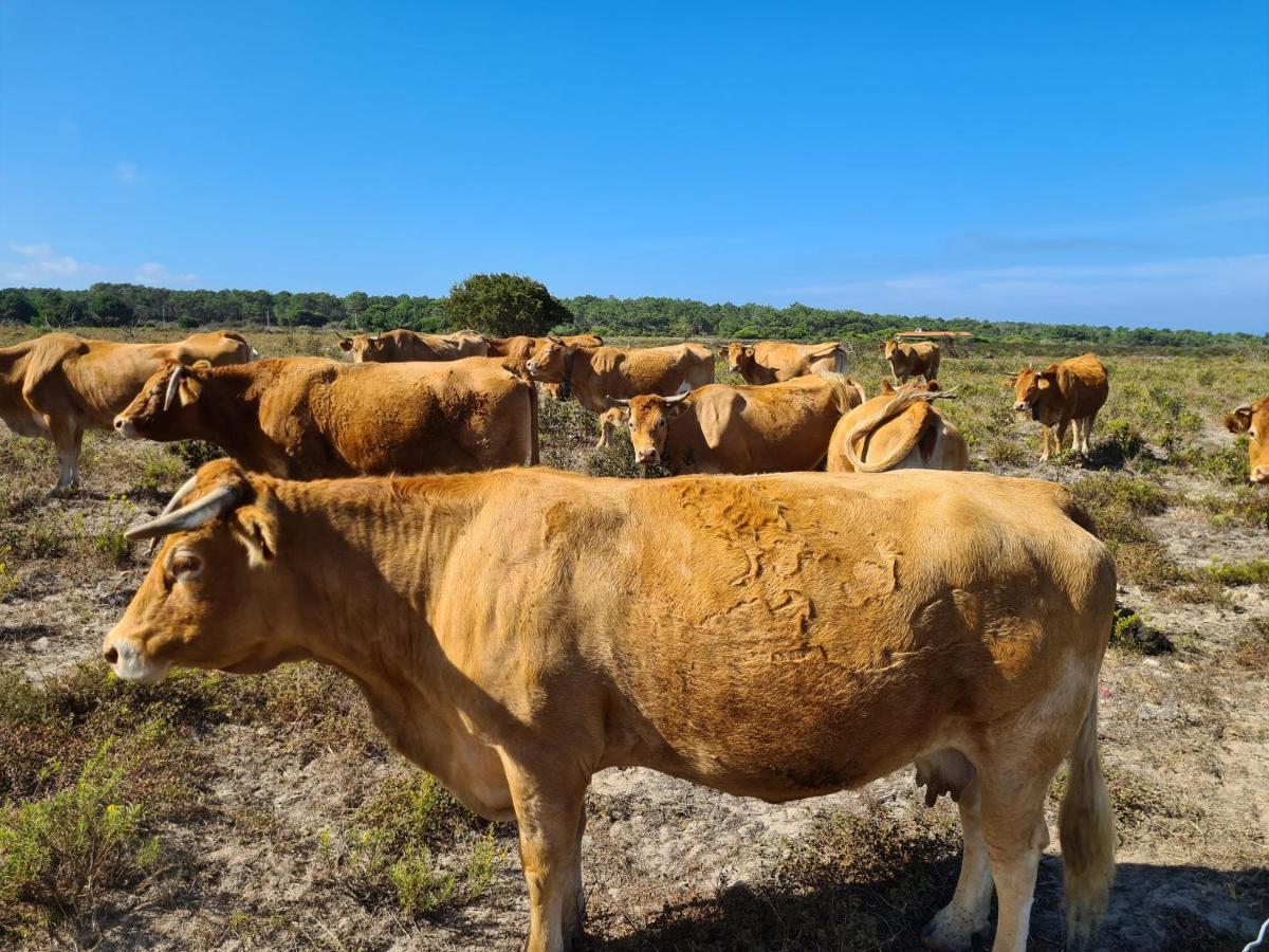 Herdade Da Vagem * Rogil