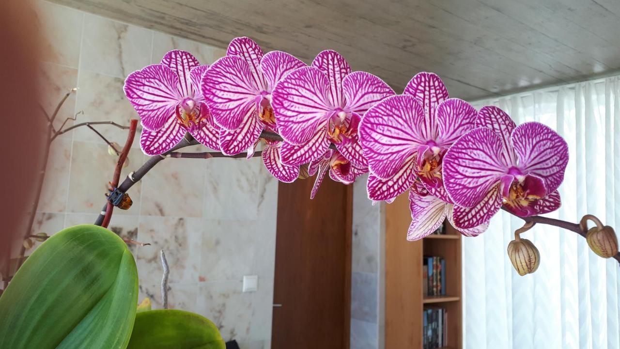 Casa Da Ribeira Bed & Breakfast Lajes do Pico