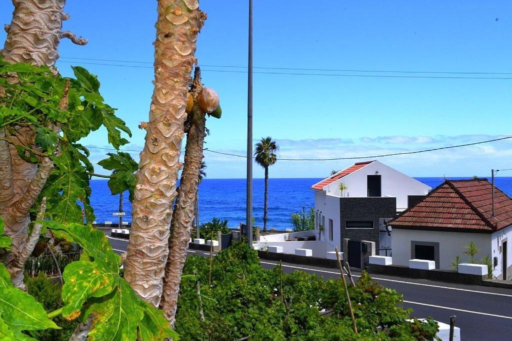Lazy Lizard By The Ocean Seixal (Madeira)