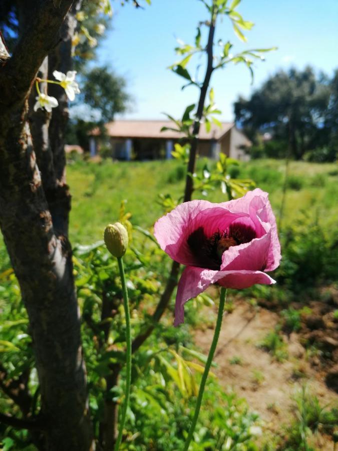Vinha Do Gaio Farm stay *