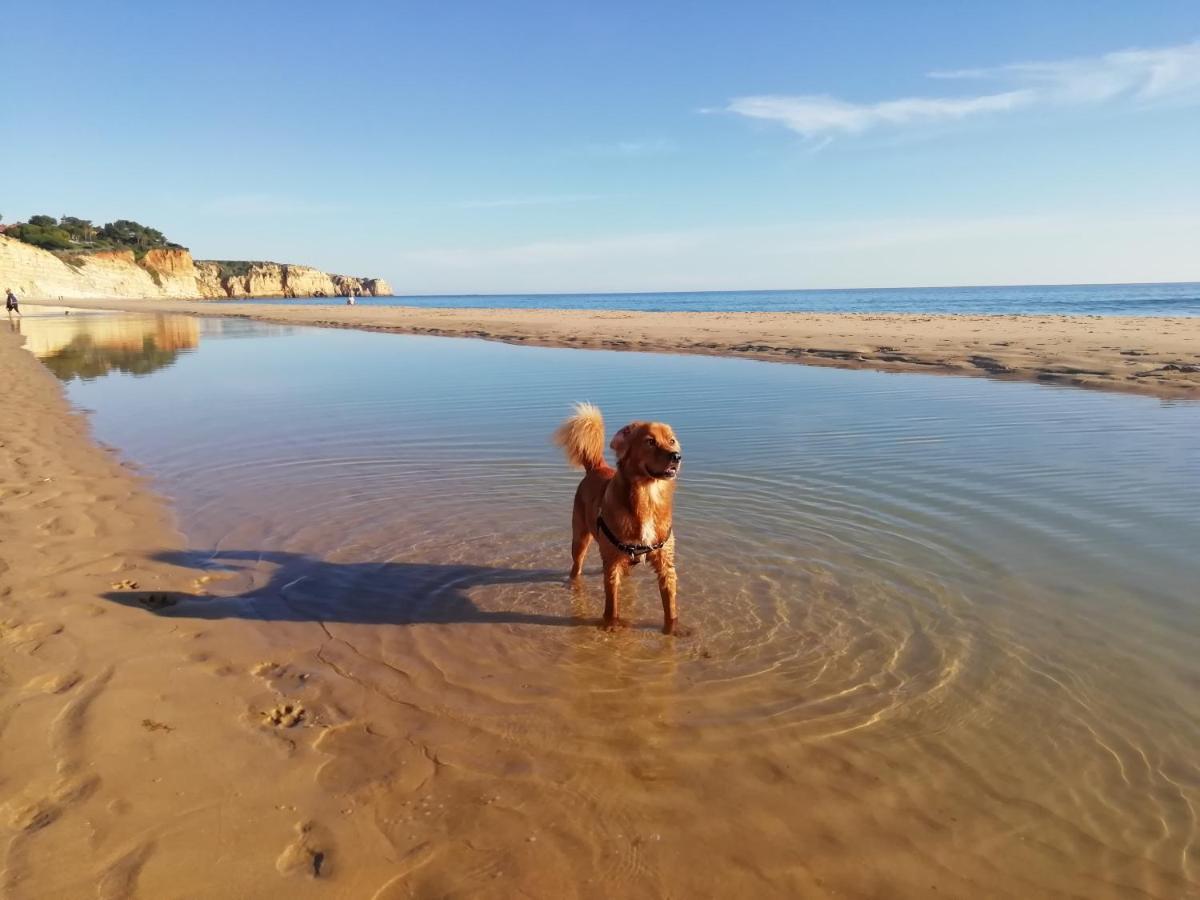 Marreiro's House Algarve - Child Friendy - Private Pool Holiday home *