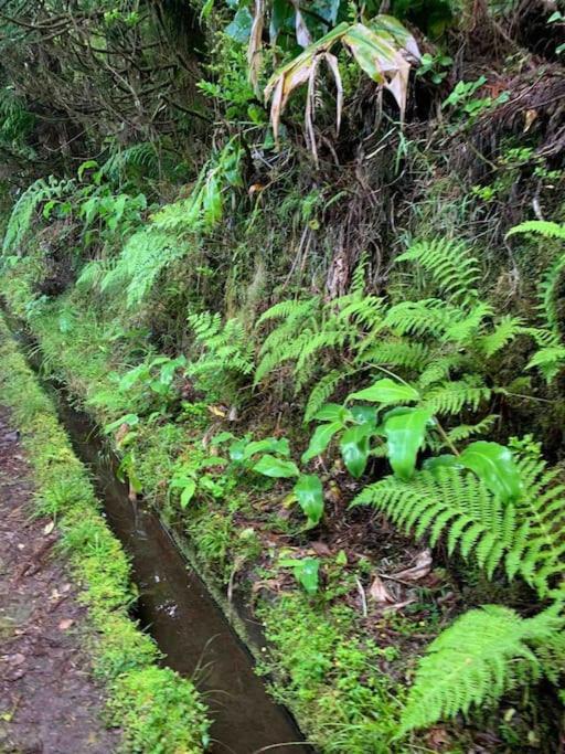Vakantiehuis Casa Amarela Al 3030 Horta (Azores)