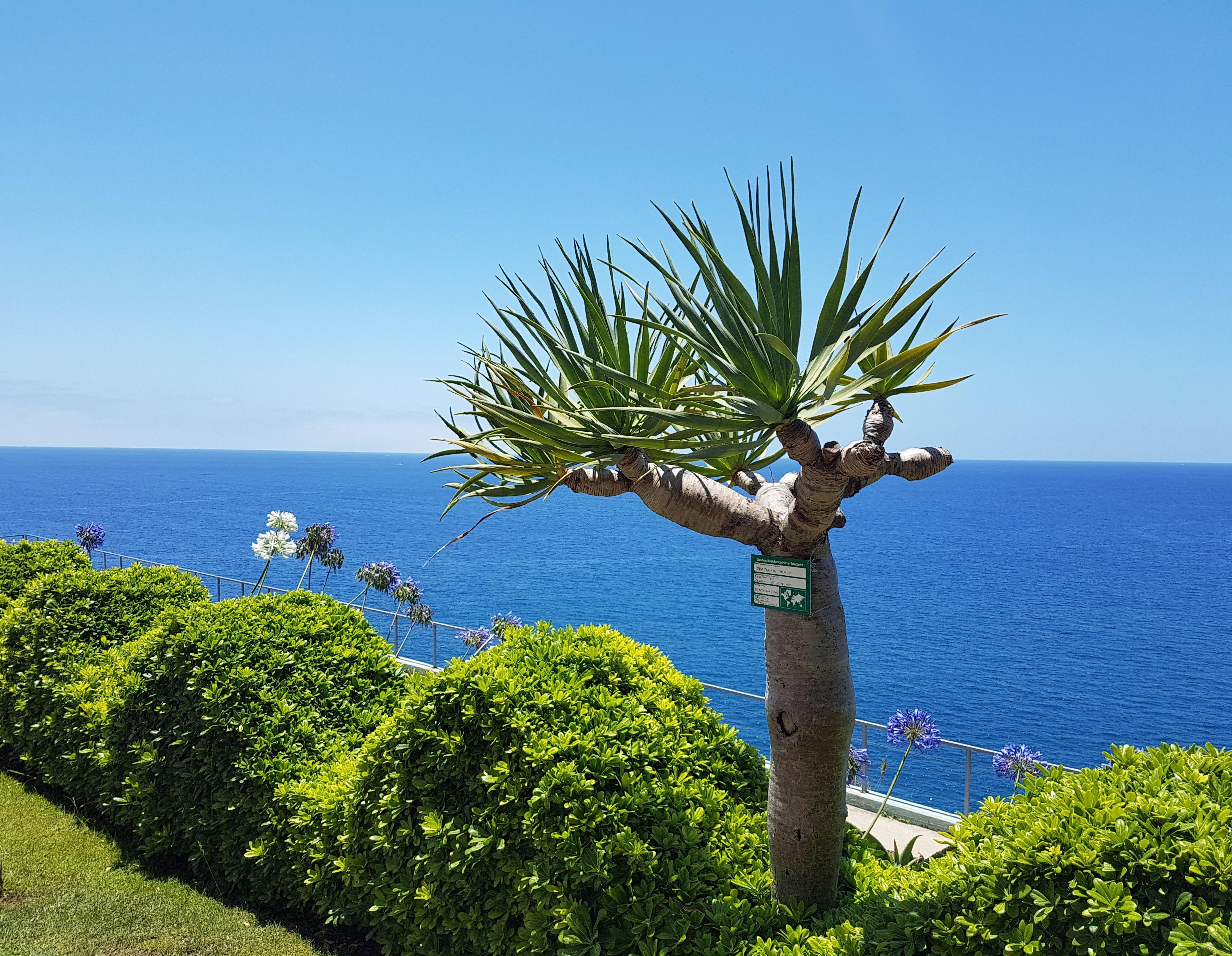 Golden 4* Funchal (Madeira)