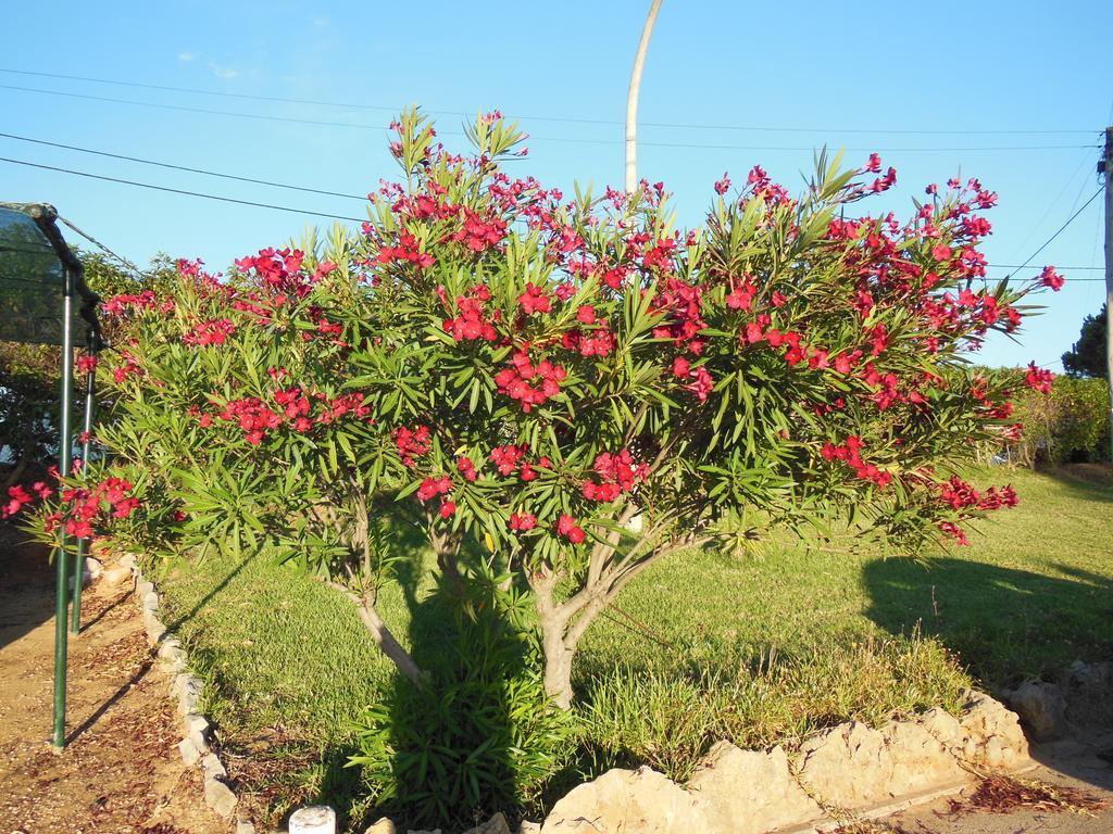 Parque de vacaciones Jardins Da Balaia Albufeira