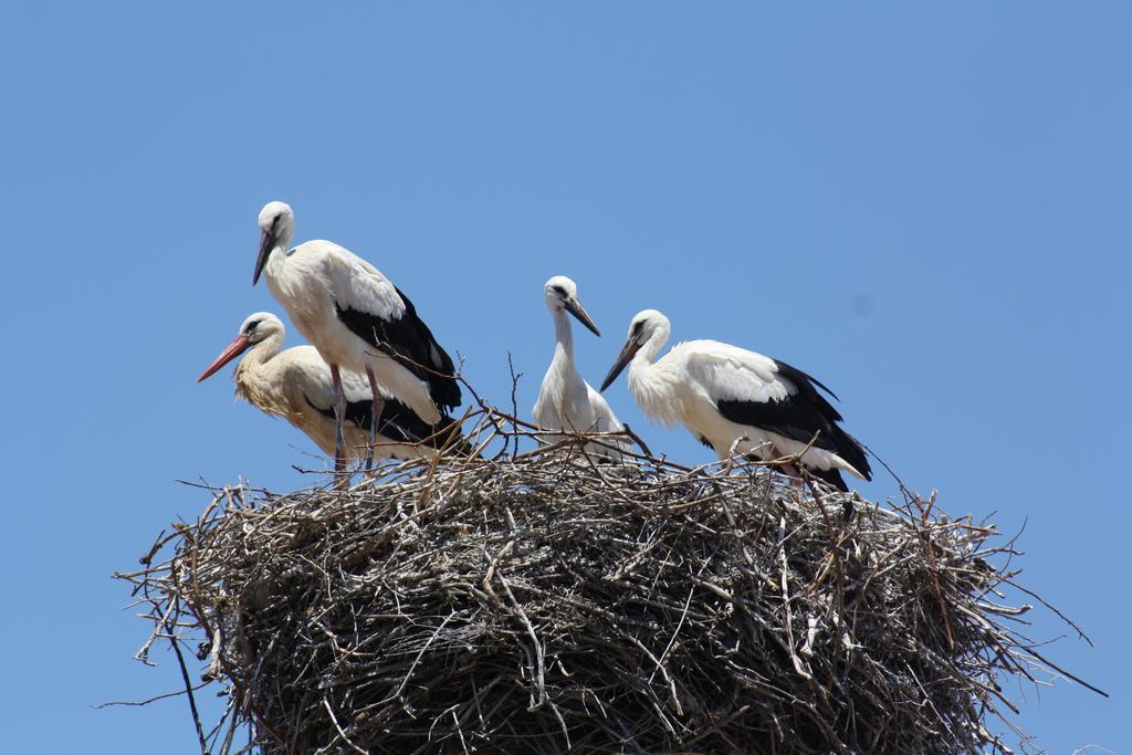 Stork Portimao