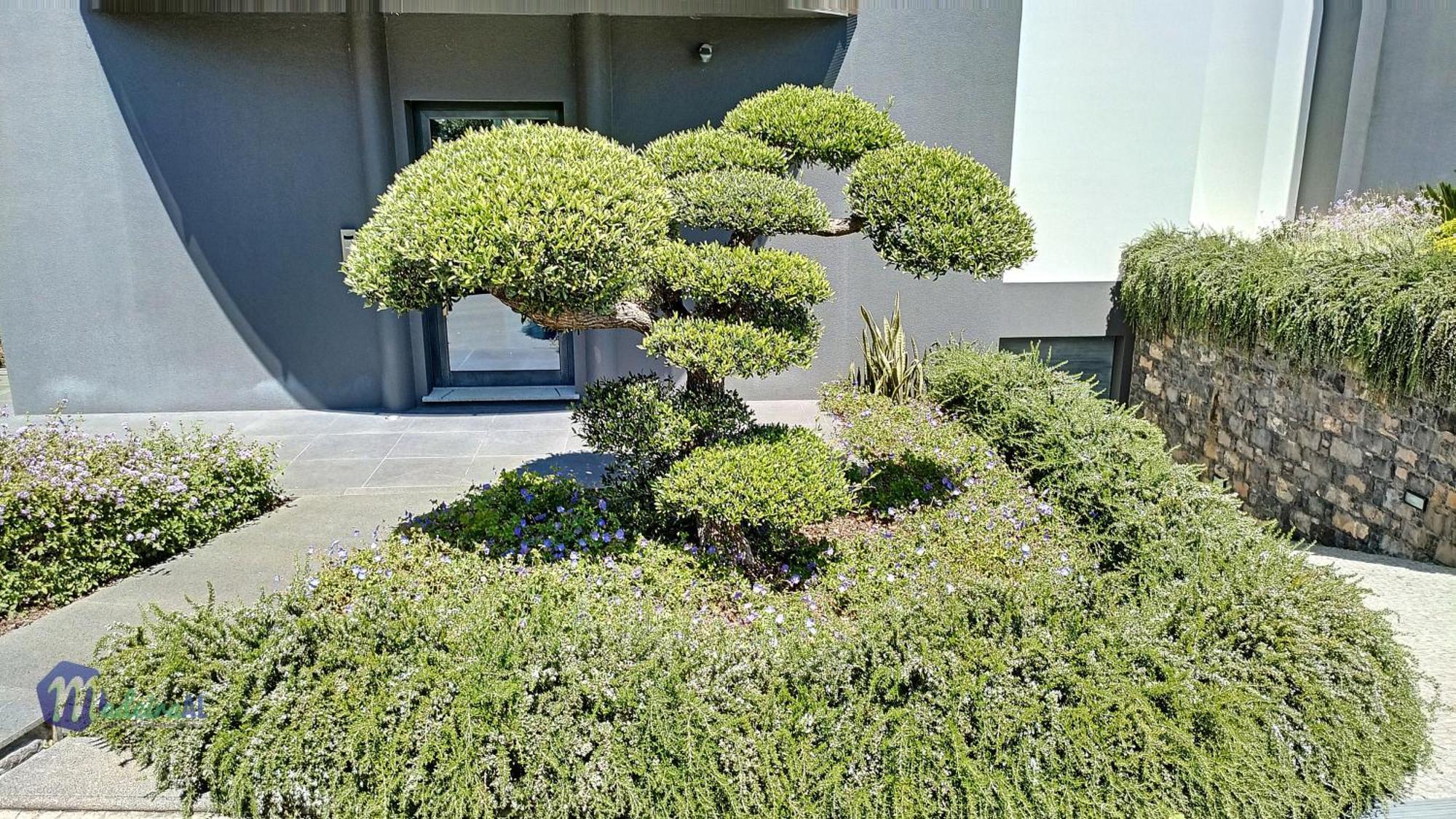 Bonsai * Arco da Calheta (Madeira)