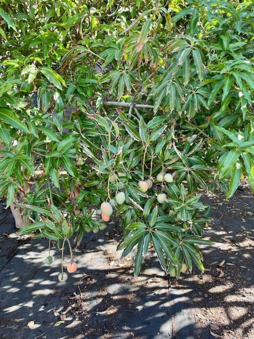 Casa Mabu By Your Madeira *