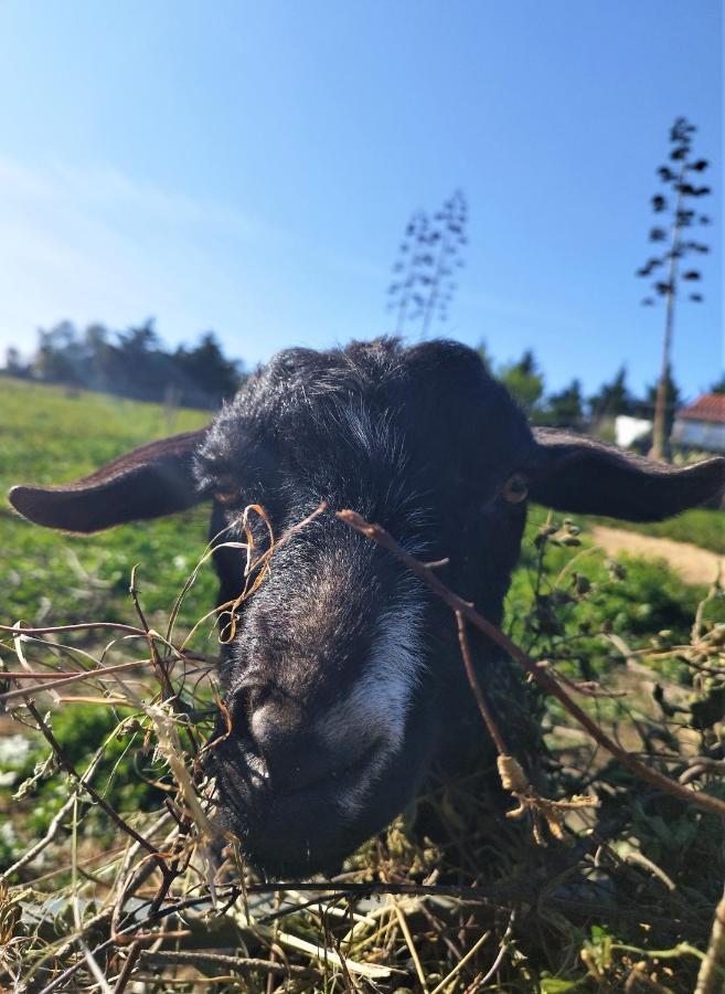 Monte Da Choca * Sao Teotonio