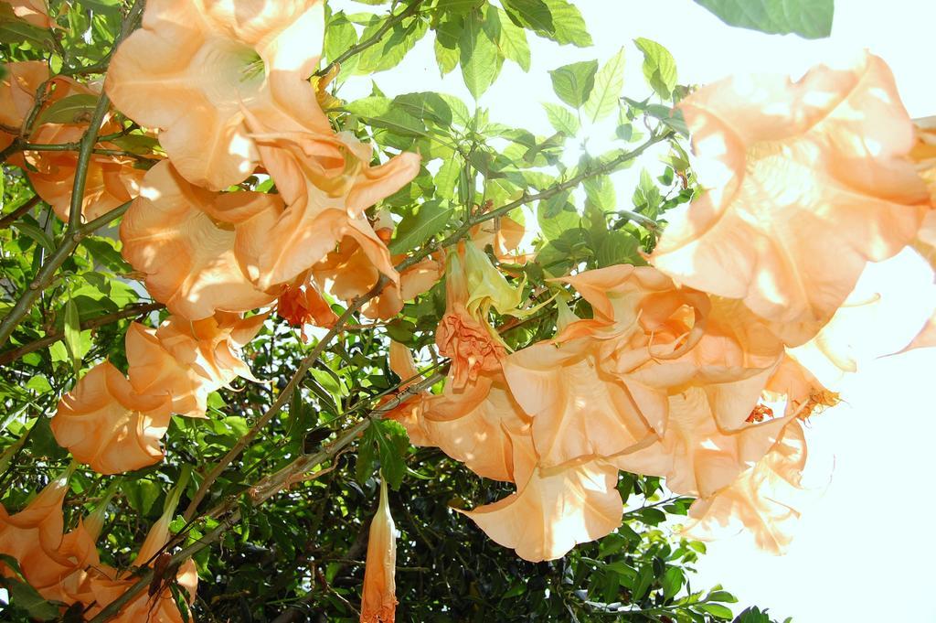 Afonso * Camara de Lobos