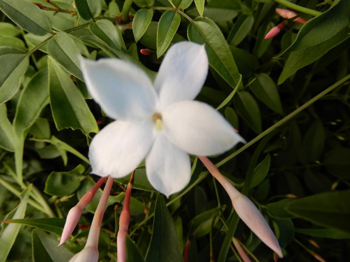 Jasmine Guest