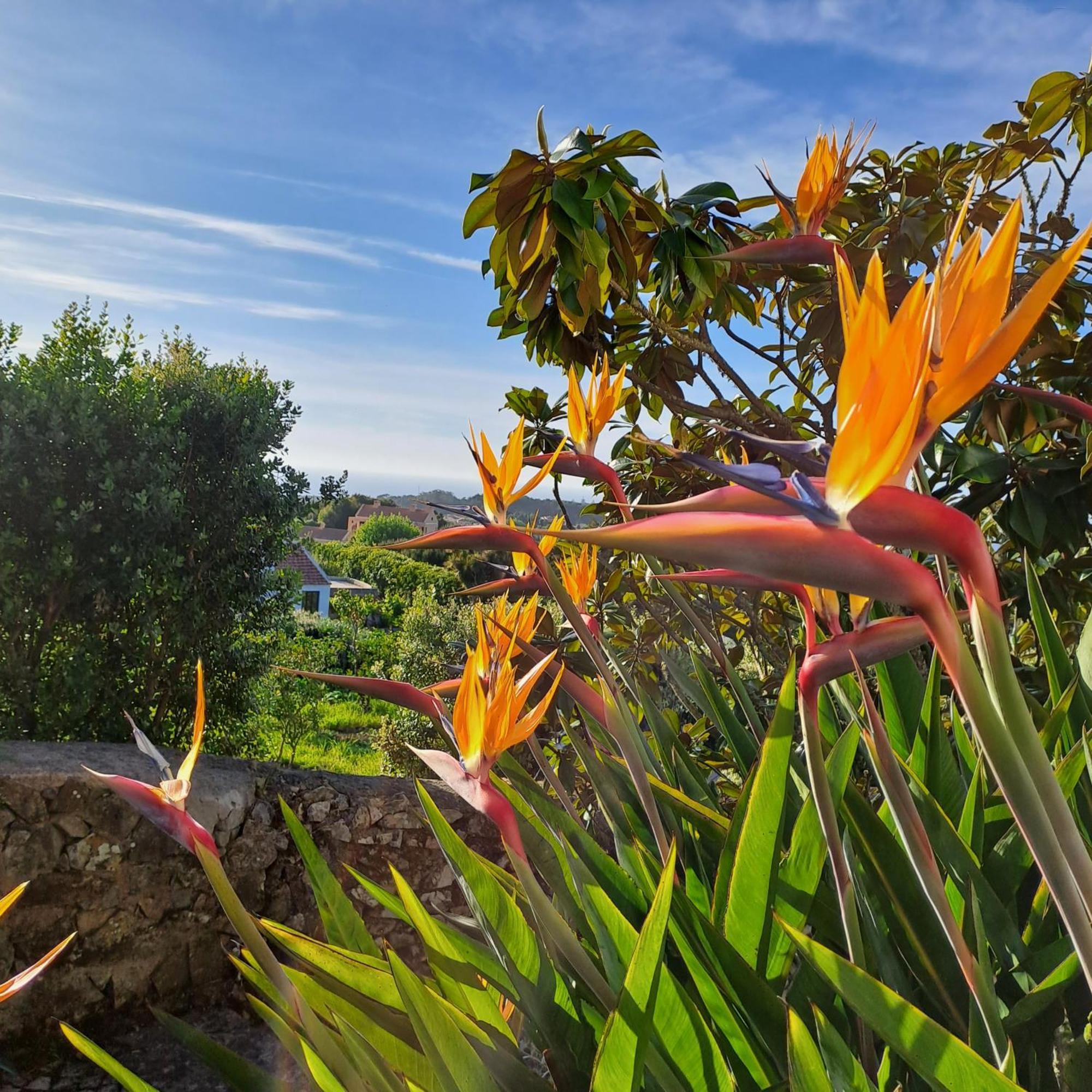 Sintra V3 In Nordstarnan, Quiet Landscape With Stunning Views Of The Atlantic Coast, Colares, Sintra Colares