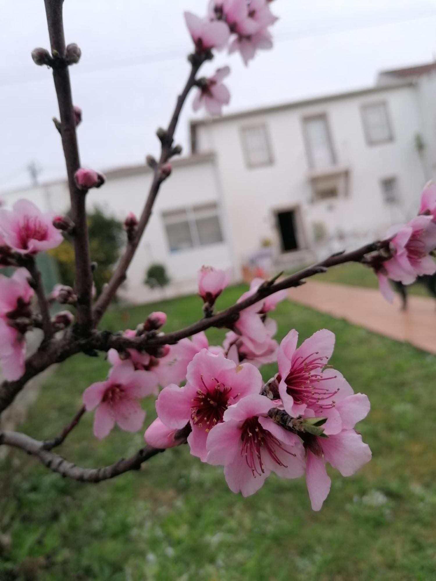 Torre De Santiago - Guest house Vila Praia de Ancora