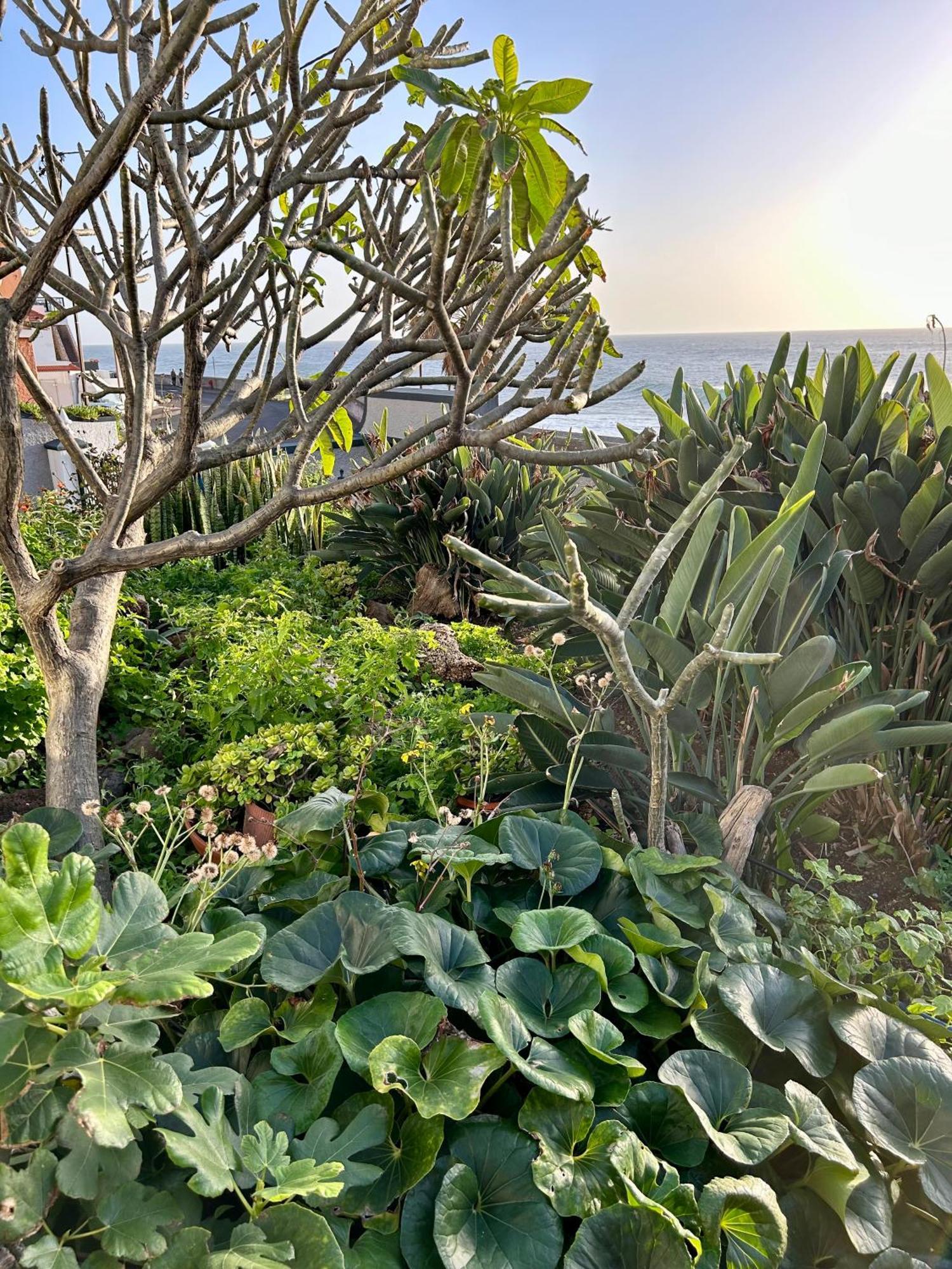 Casa Carneirinho By Ola Madeira Paul do Mar (Madeira)