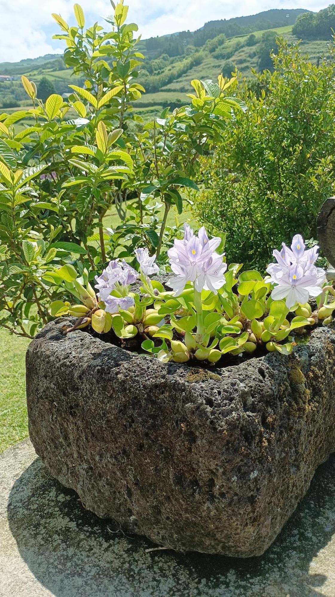 Chalet Sunrise House Nordeste (Azores)