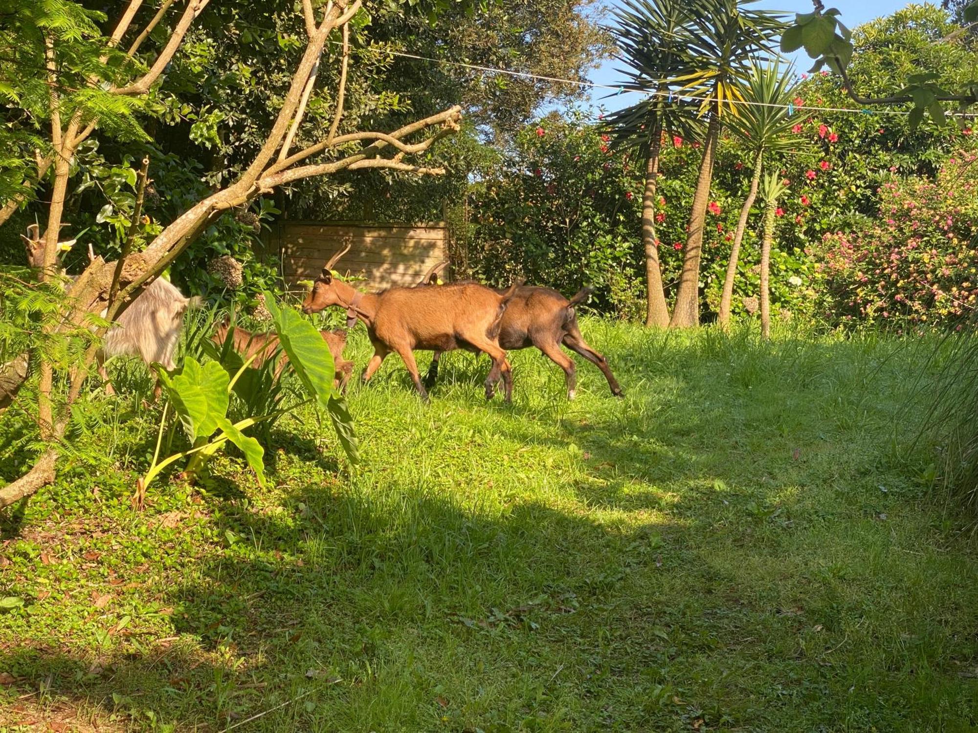 Quinta Dos Bravos Pico da Pedra