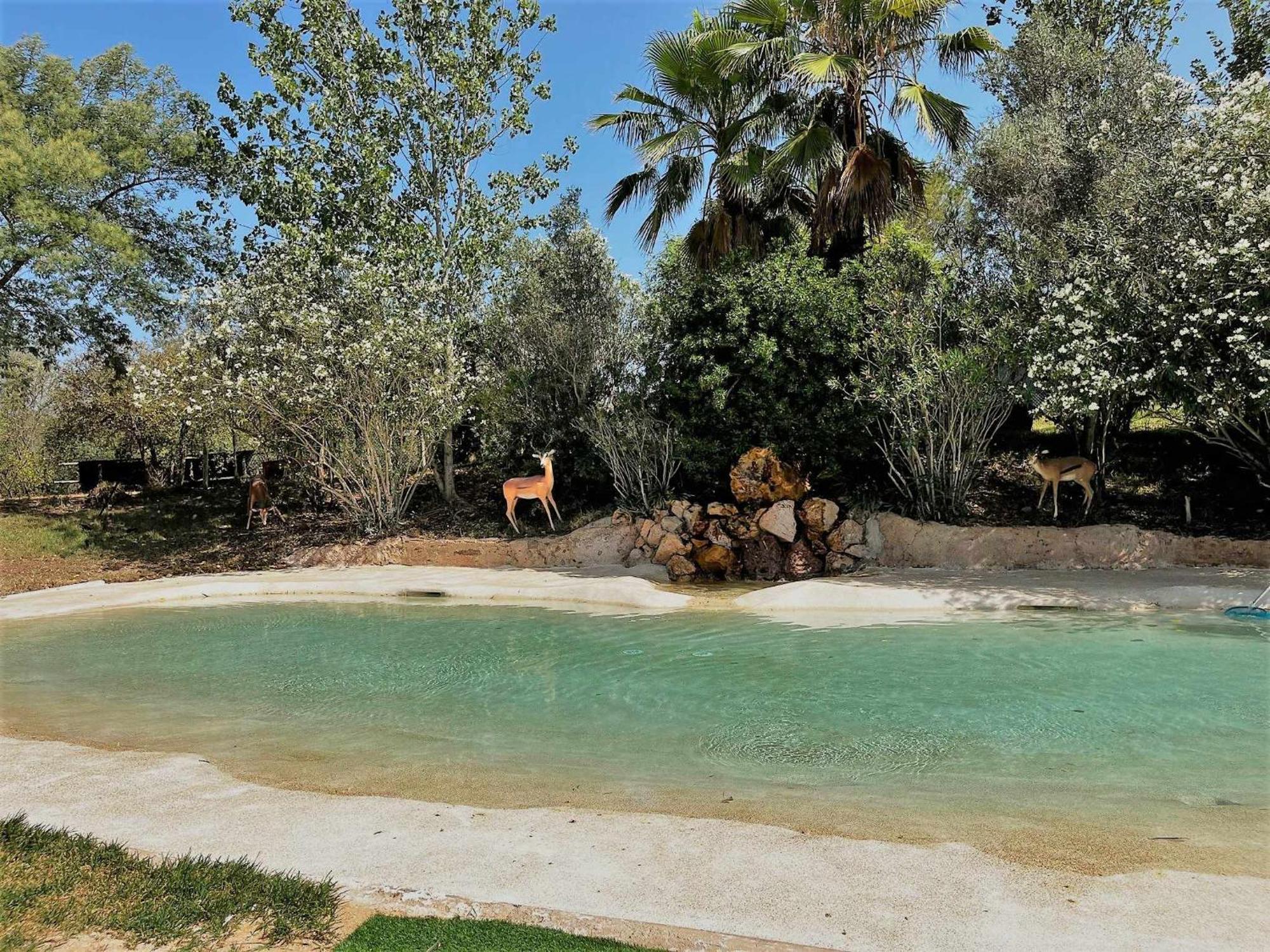 Parque Da Mina Luxury tent Monchique