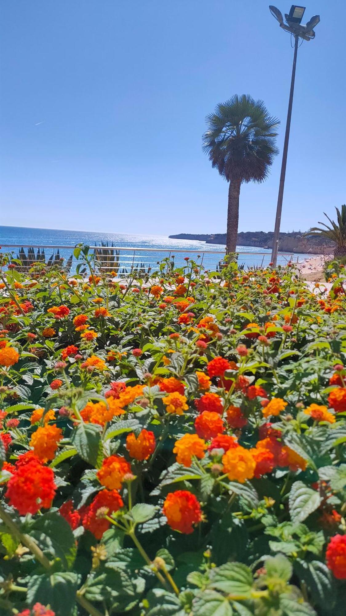 Apartment Cantinho Do Sol - Sea View, Quiet, Cozy And Relaxing Flat Armacao de Pera