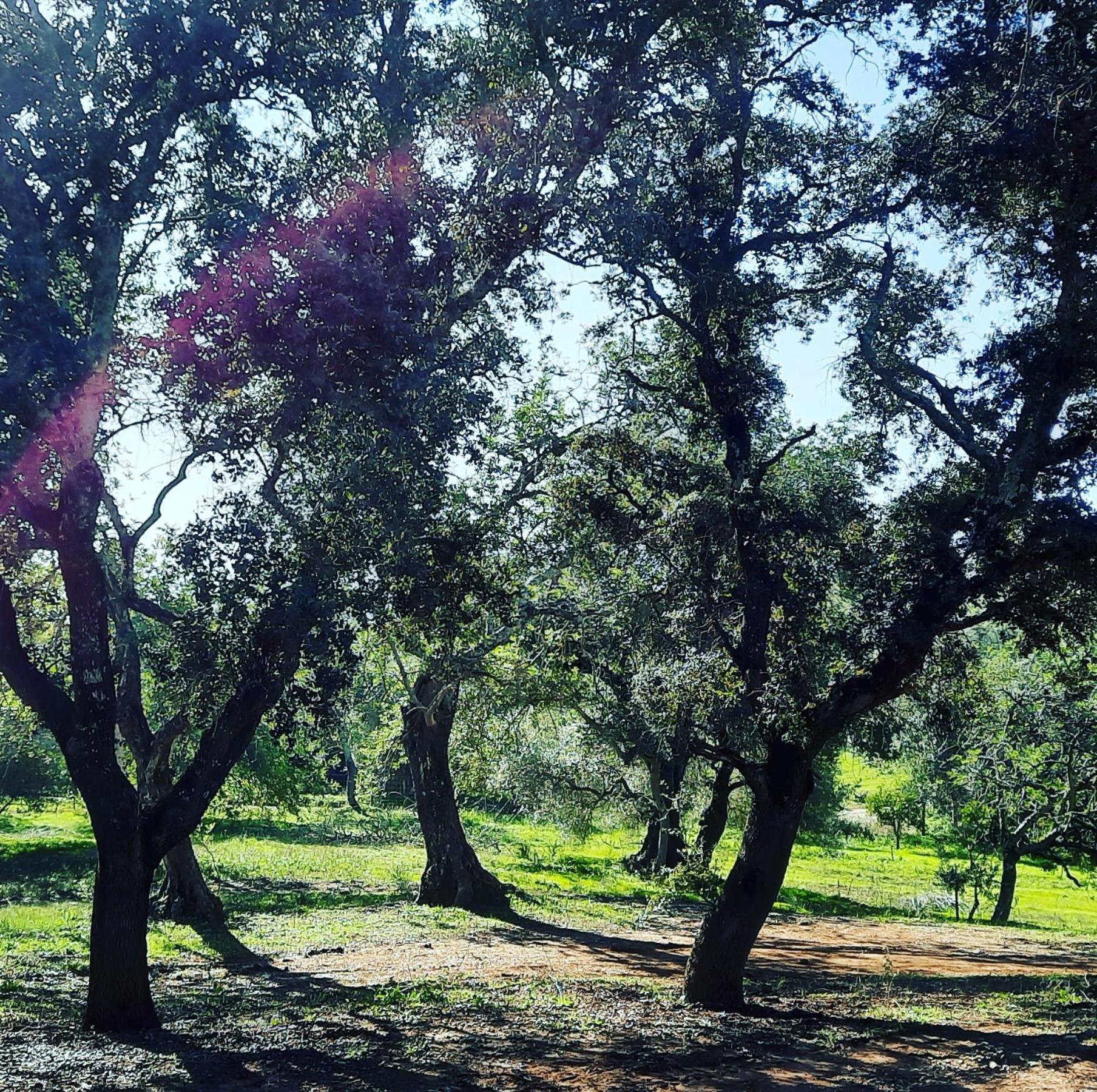 Country house Quinta Pedras - *