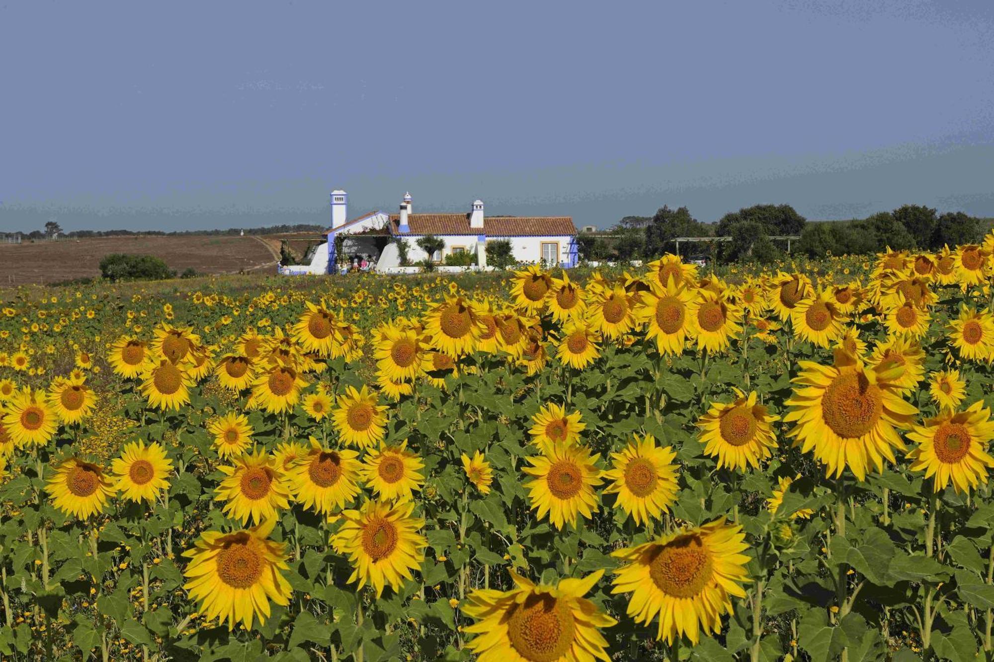 Country house Herdade Do Touril *