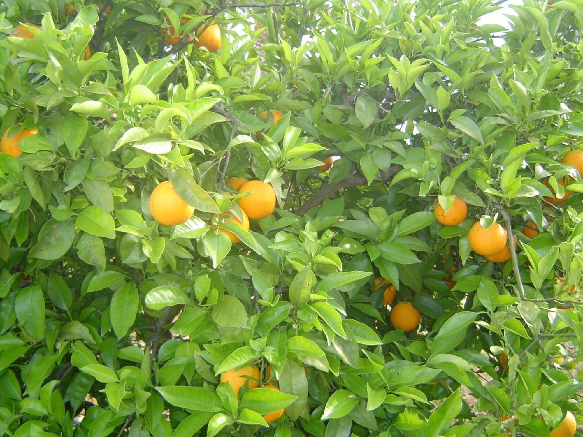 Bed & Breakfast Quinta Dos Oliveiras 3*