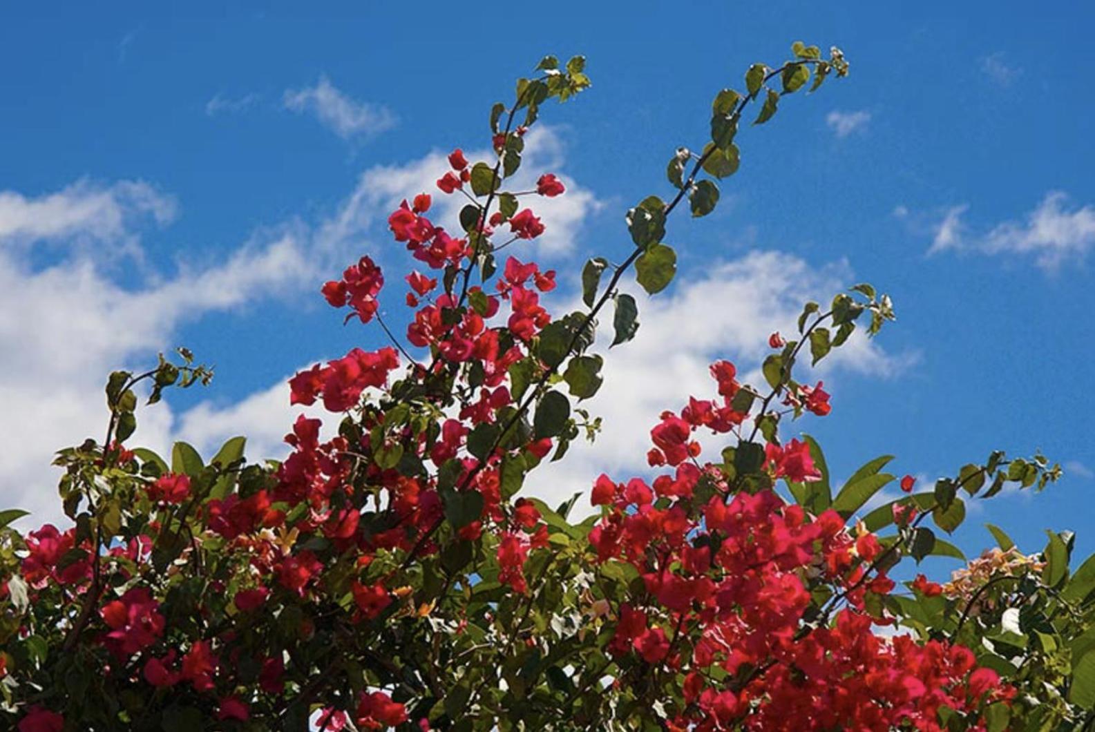 Falesia Gardens *