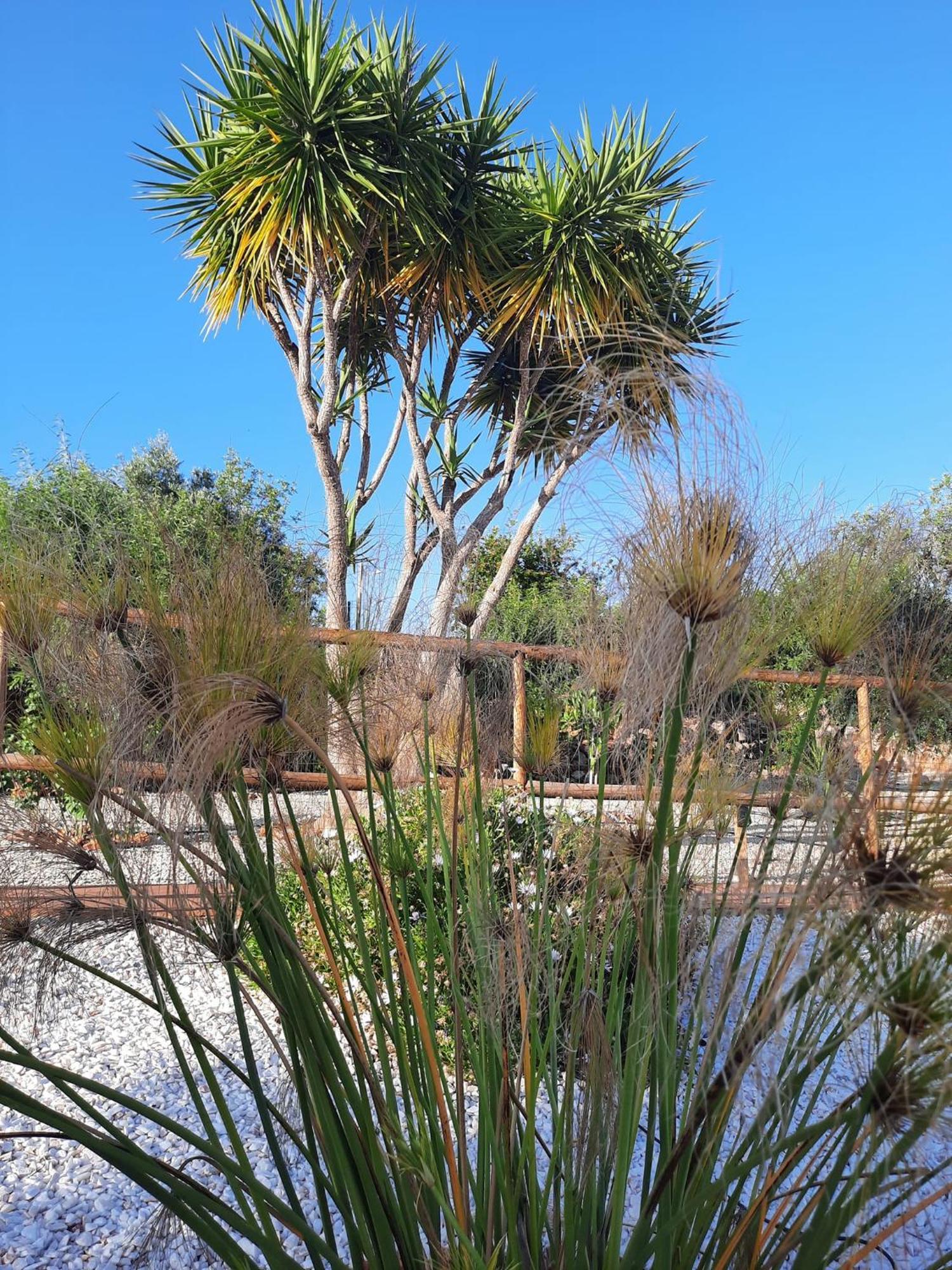 Bed and breakfast Casa Flamenga *