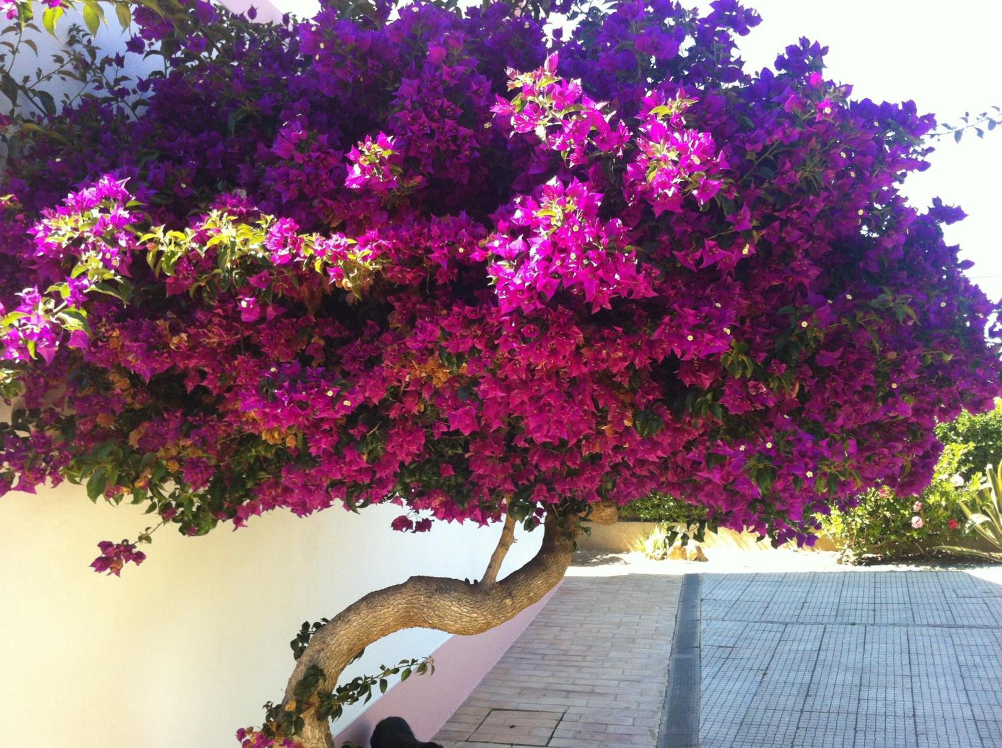 Casa Do Cabo De Santa Maria Guest house 3*