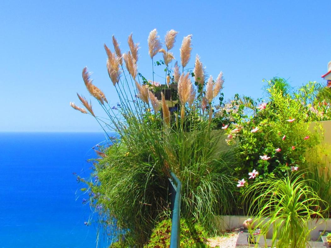 Casa Serena Apartment Arco da Calheta (Madeira)