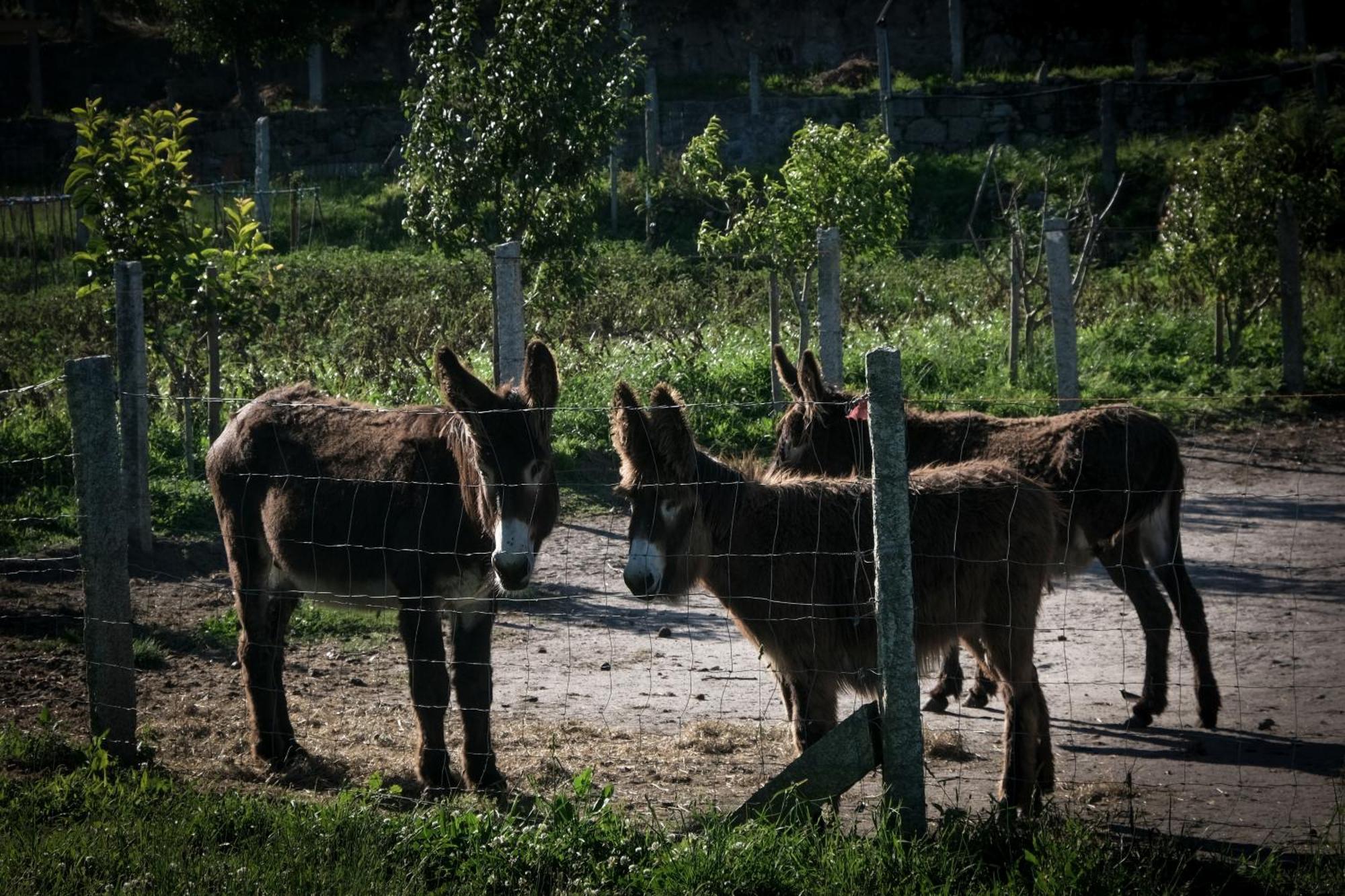 Farm stay Quinta Da Quinhas *