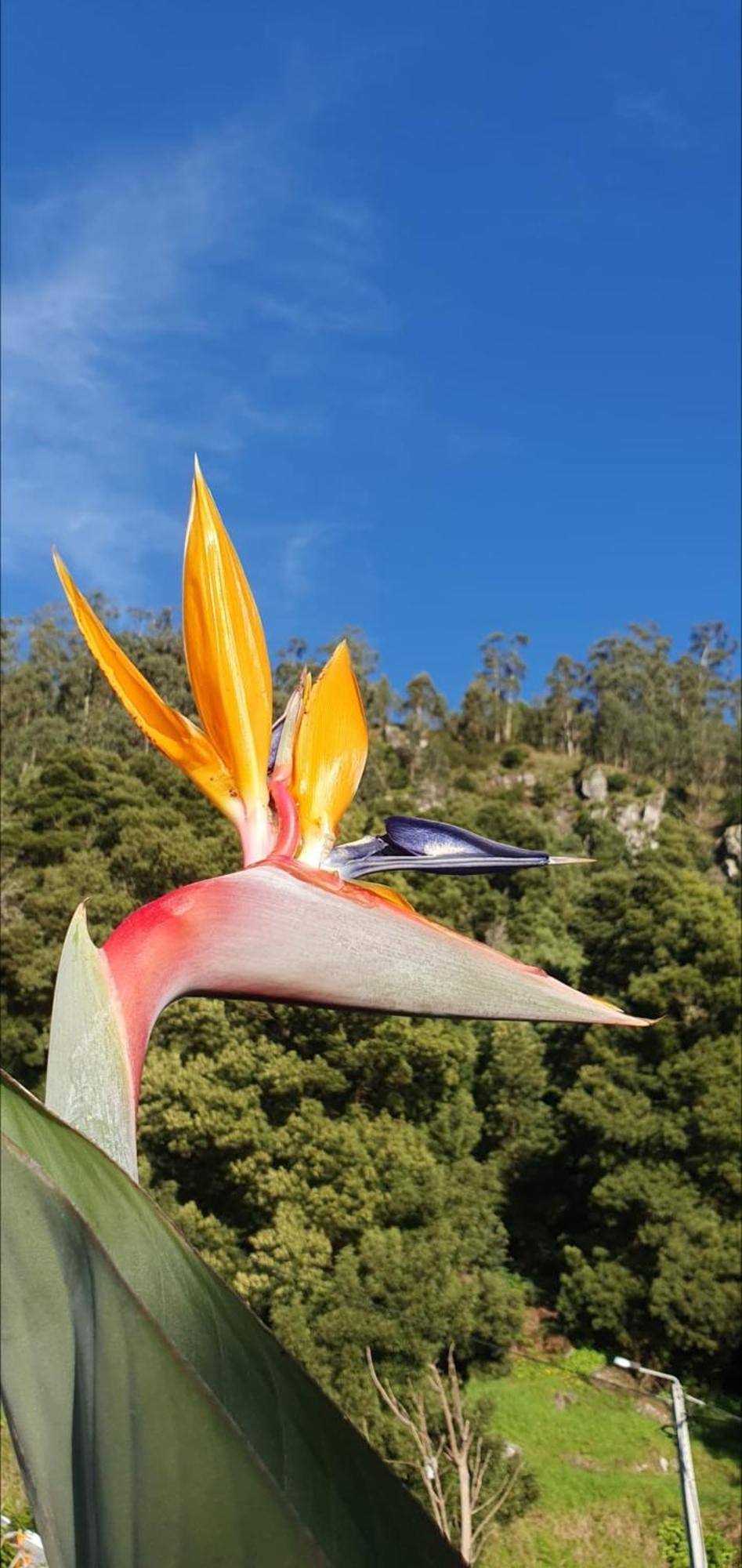 Villa Casa Avos & Netas, Fantastic View, Near The Nature! Arco da Calheta (Madeira)