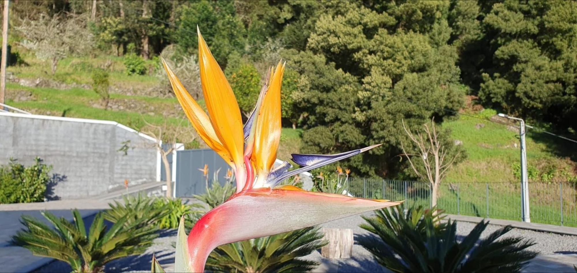 Casa Avos & Netas, Fantastic View, Near The Nature! Arco da Calheta (Madeira)