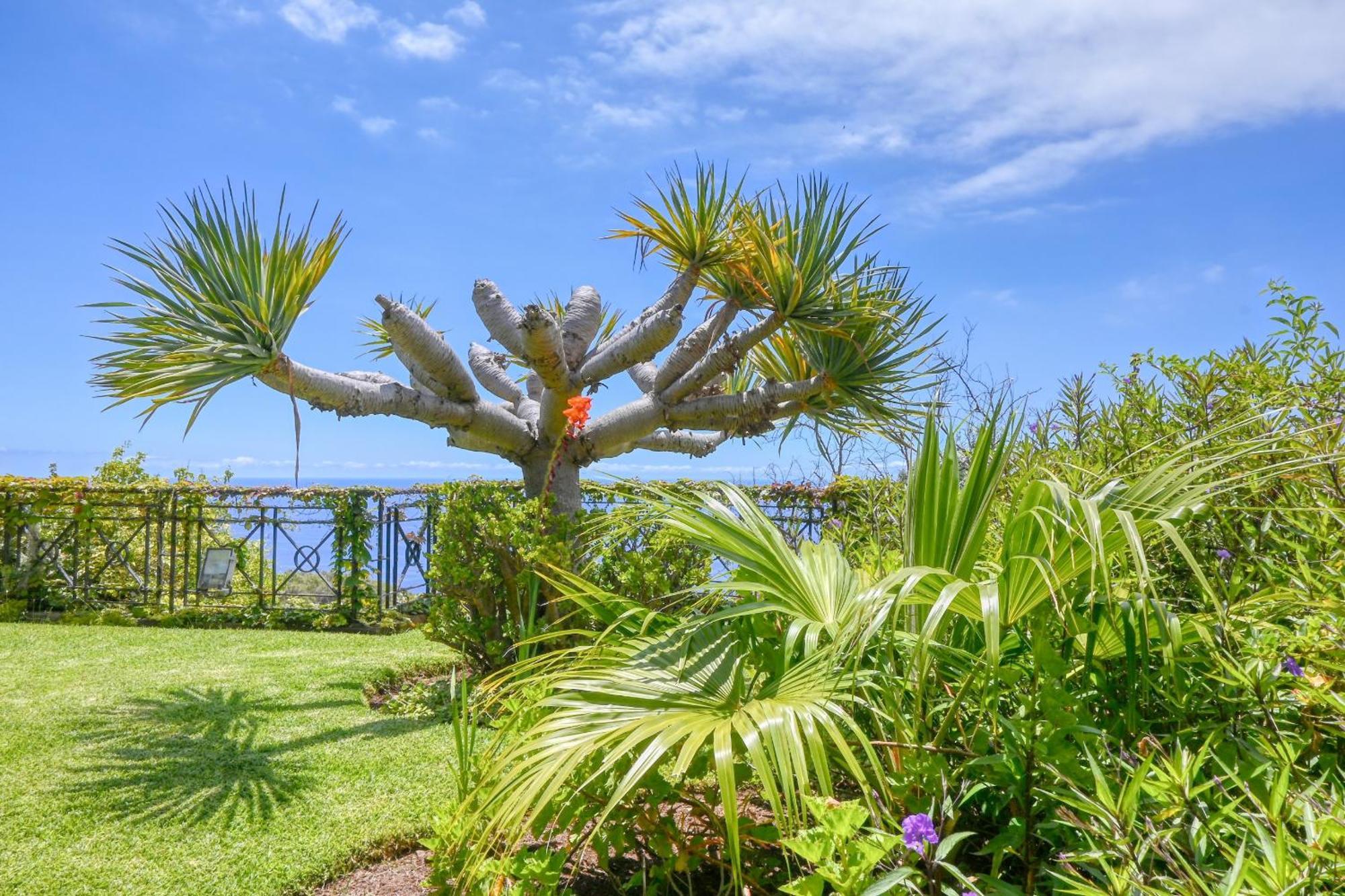 Casa Bromelias, A In Madeira
