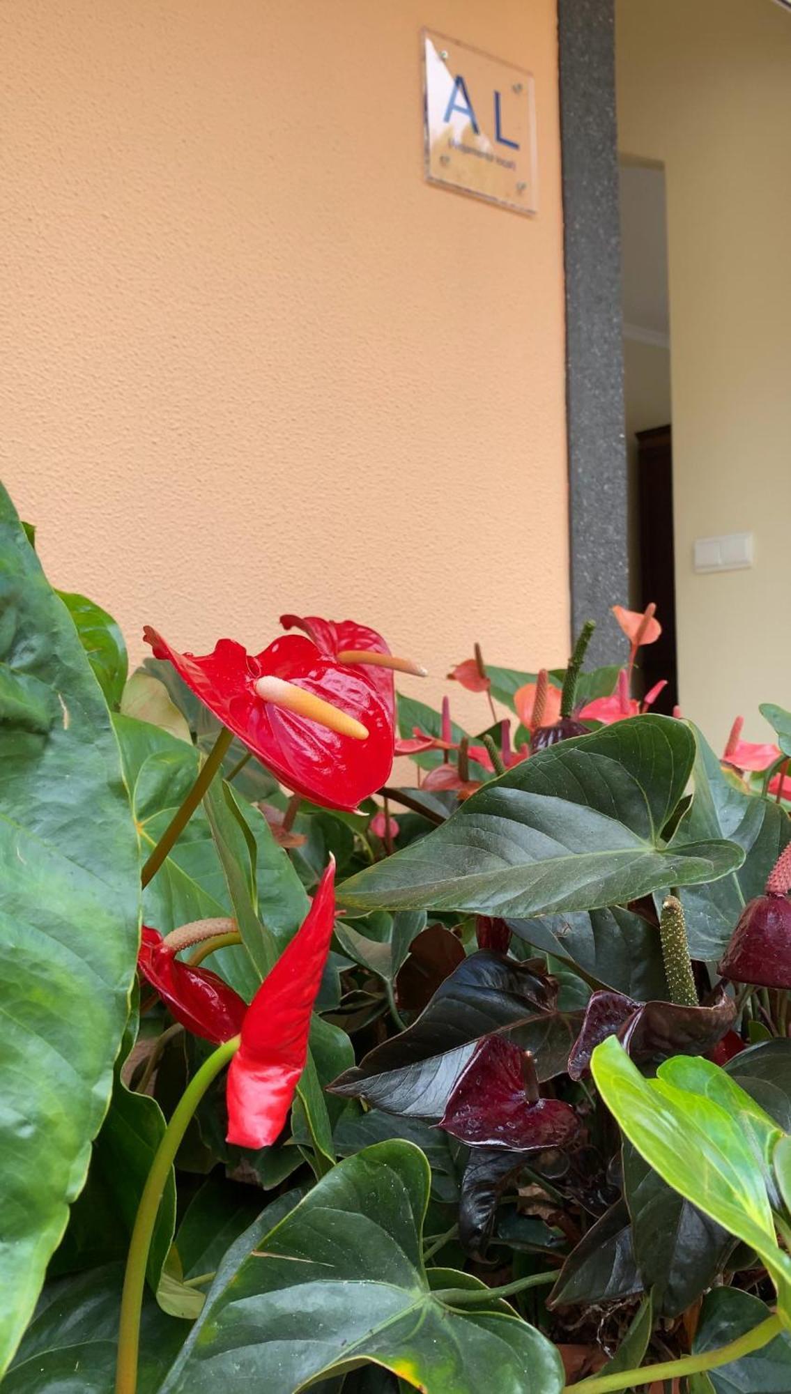 Pana House Apartment Calheta (Madeira)