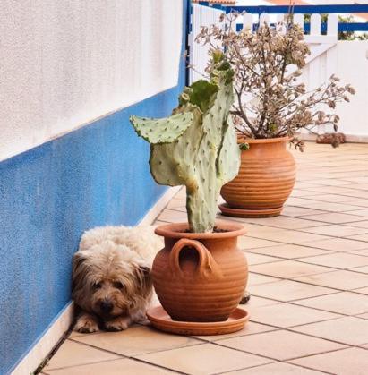 Alegria Bed & Breakfast Ericeira