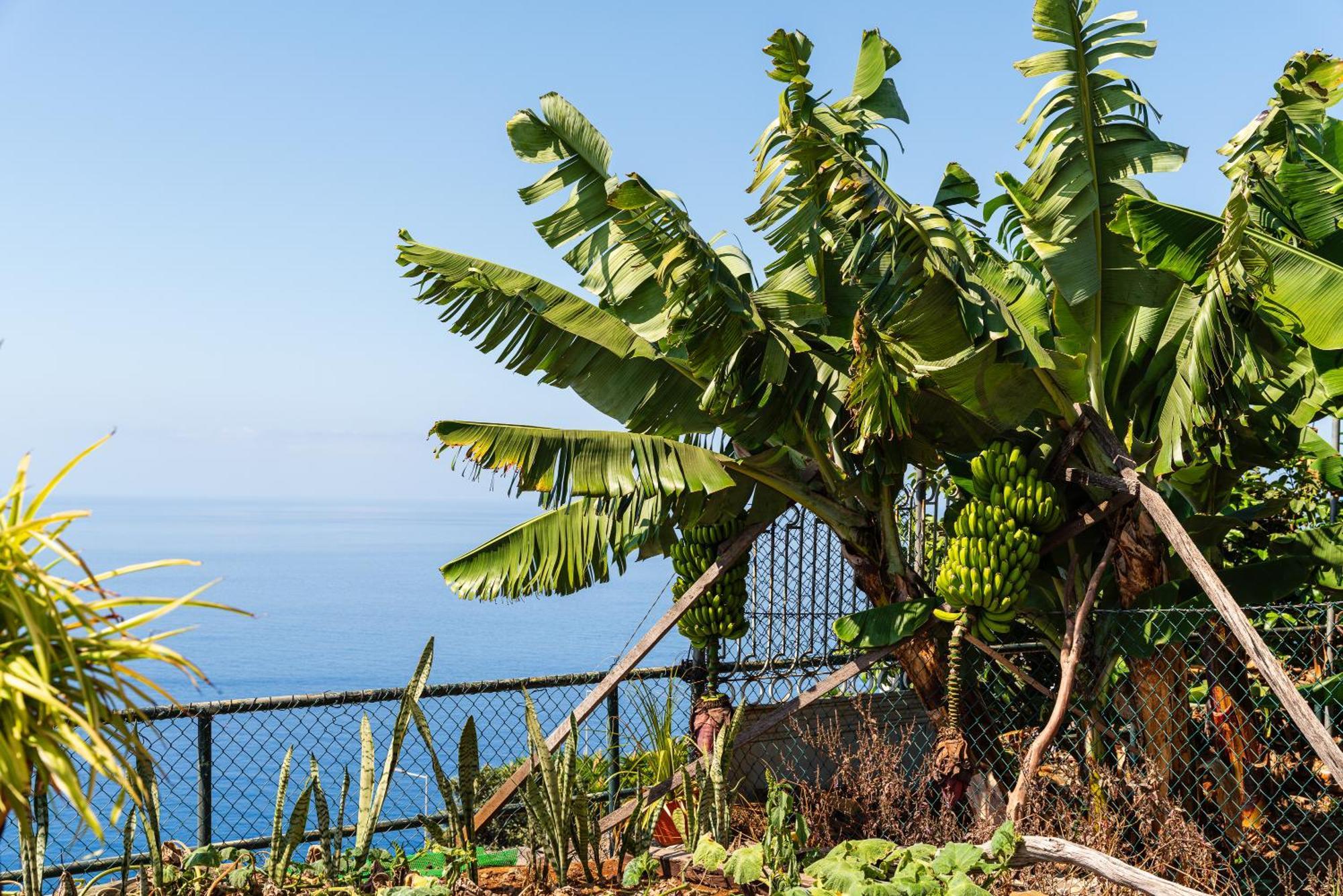 Holiday home Mouras House, Arco da Calheta (Madeira)