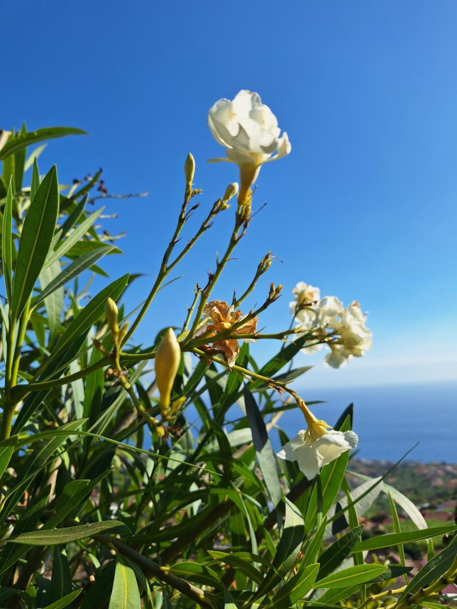 Casa-albatros