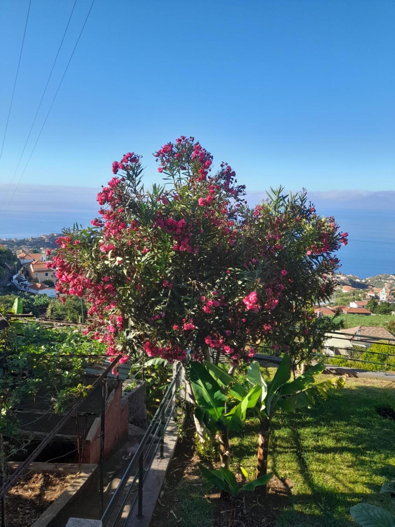 Casa-albatros Ponta do Sol (Madeira)