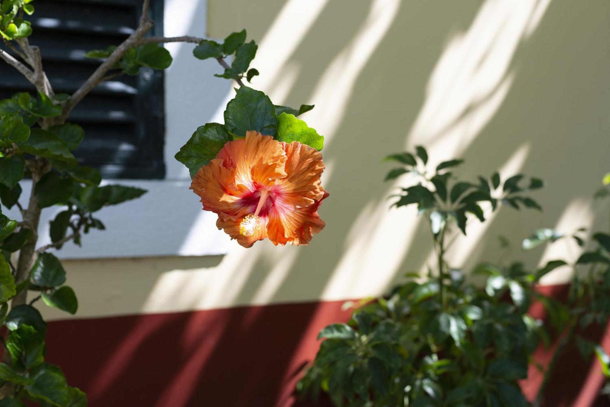 Quinta Hortensias Farm stay Arco de Sao Jorge