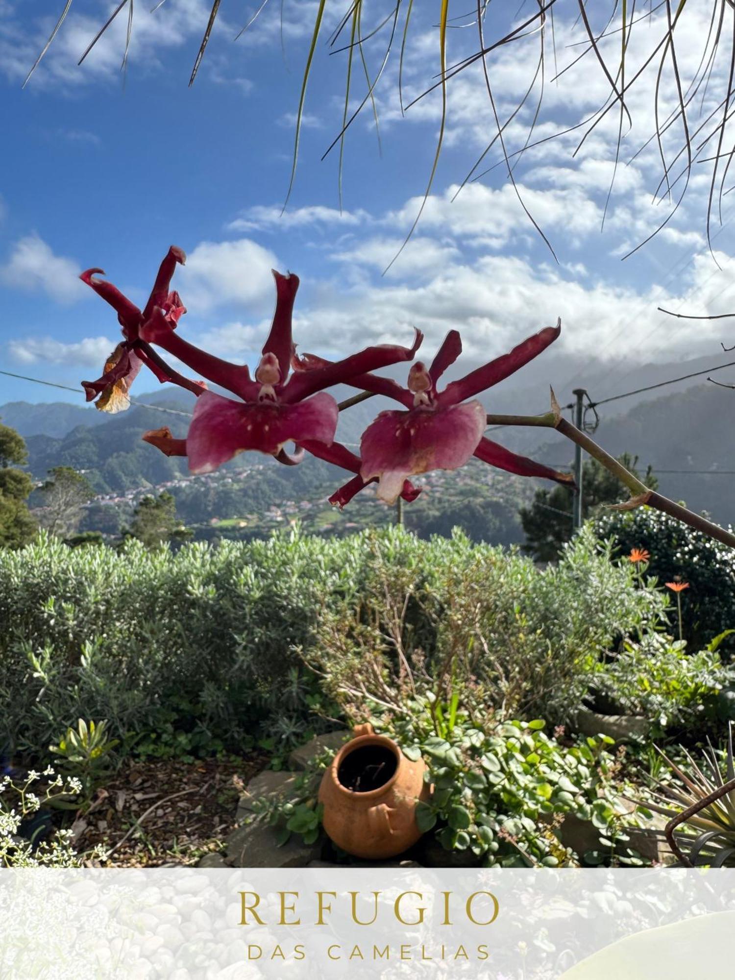 Refugio Camelias