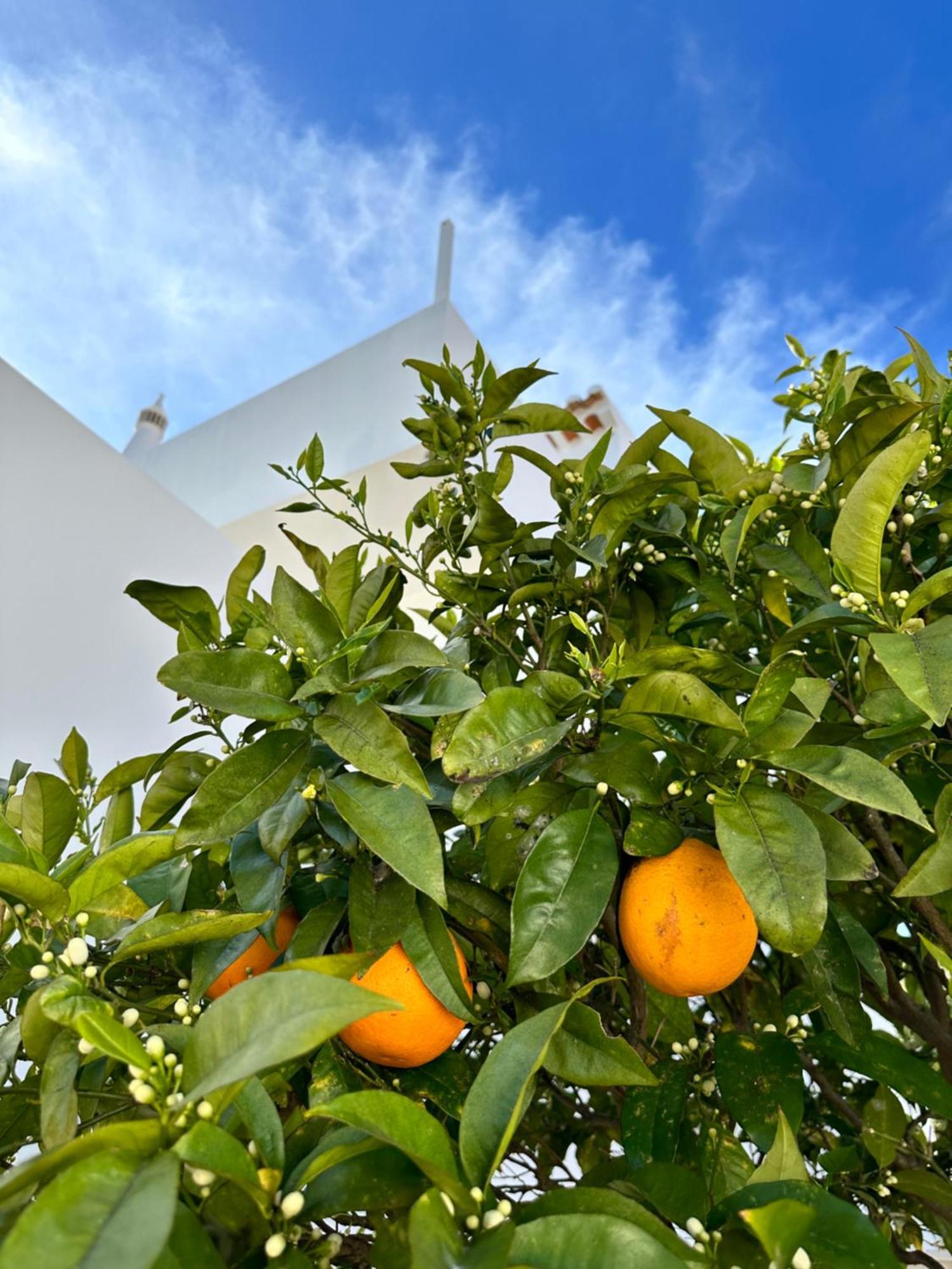 Casa Malia Luxury