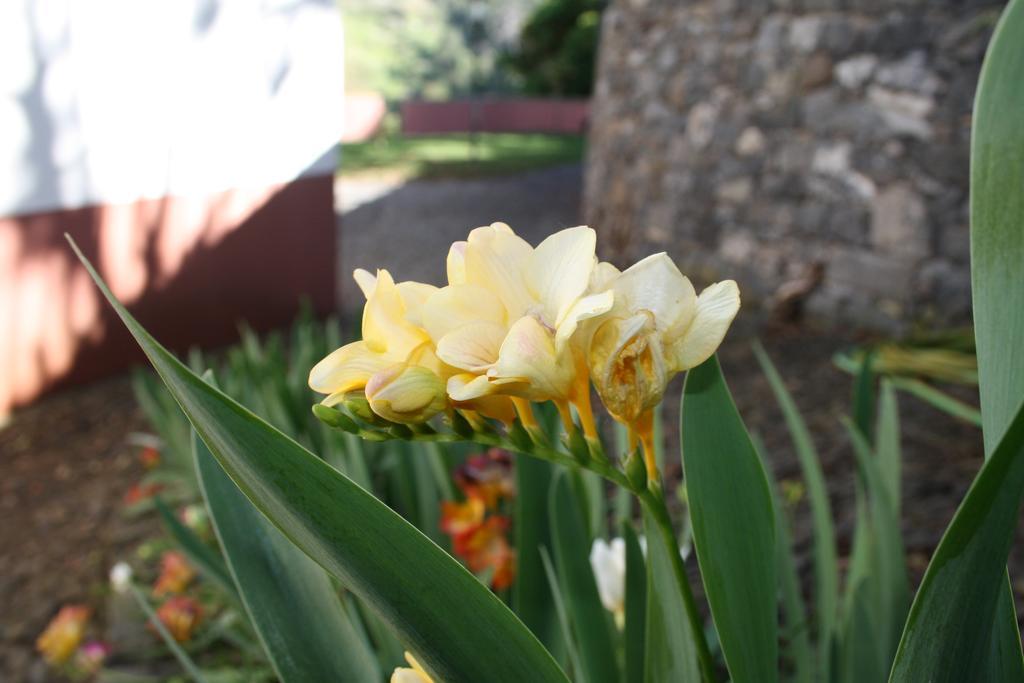 Quinta Da Capela Porto Da Cruz