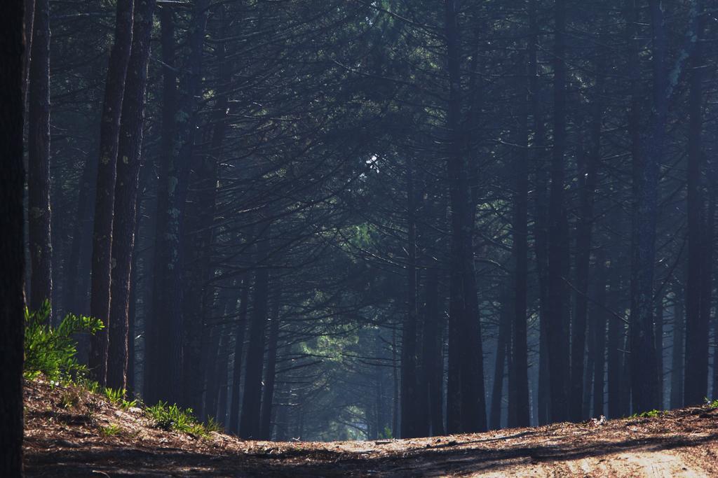 Albergue Oporto Surf Camp