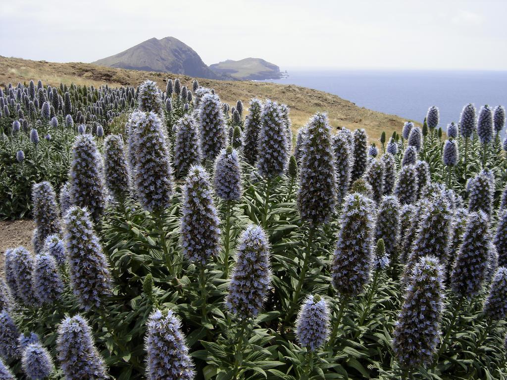 Madeira Bright Star By Petit Hotel 4*